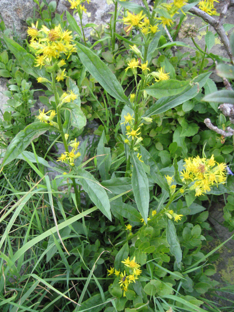 Fiori delle Orobie Valtellinesi